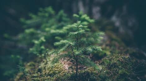 ZOBOWIĄZANIA ŚRODOWISKOWE