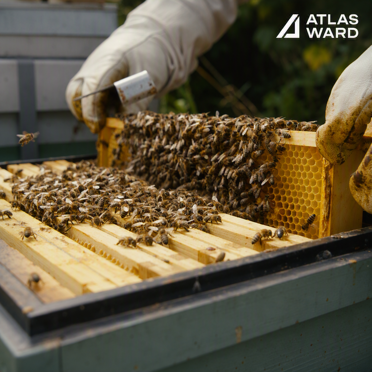 Atlas Ward Supports Local Biodiversity